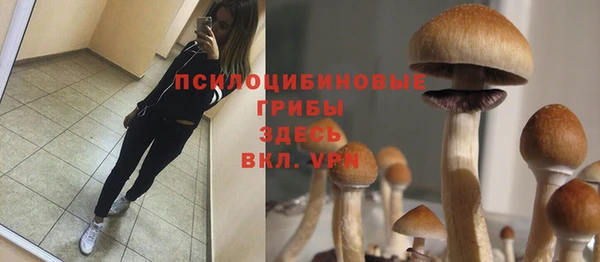 шишки Аркадак